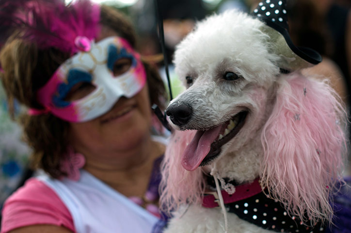 Animal's carnival in Rio: CHRISTOPHE SIMON