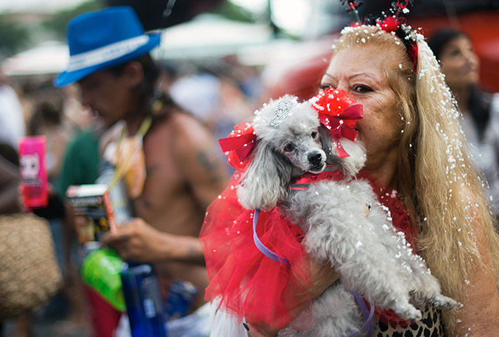 Animal carnival in Rio