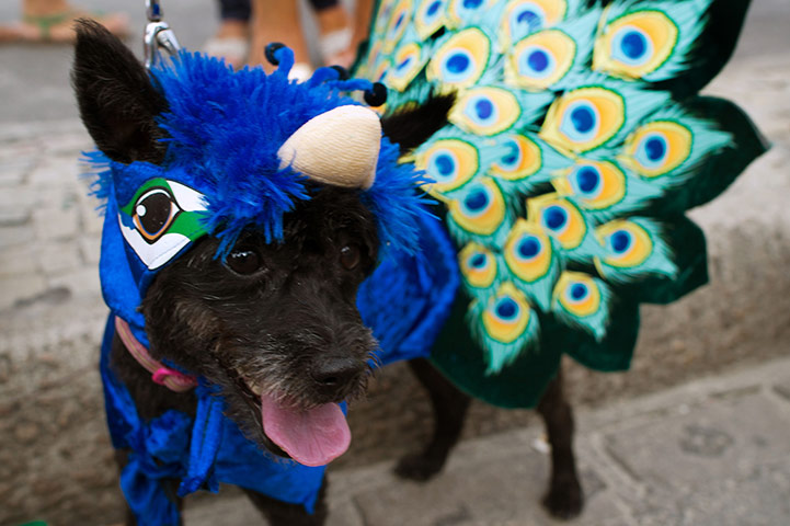 Animal carnival in Rio