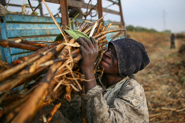 24 hours: Niono, Mali: A Malian boy loads cut sugar canes