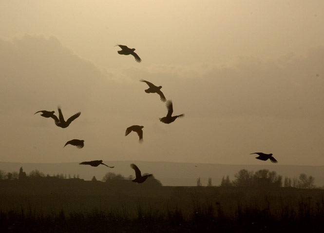 Green Shoots: Flock of birds