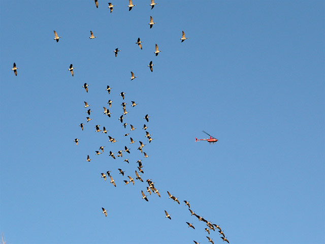 Green Shoots: Flock of birds