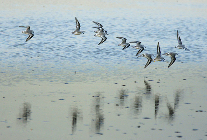 Green Shoots: Flock of birds