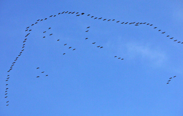 Green Shoots: Flock of birds