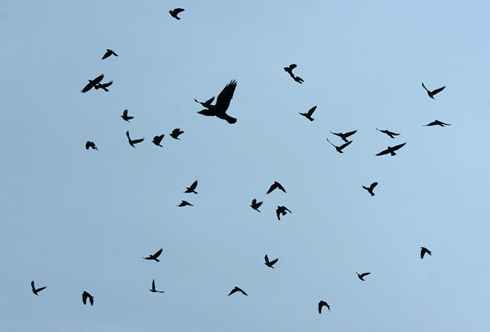 Green Shoots: Flock of birds