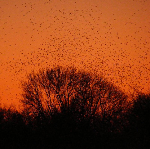 Green Shoots: Flock of birds