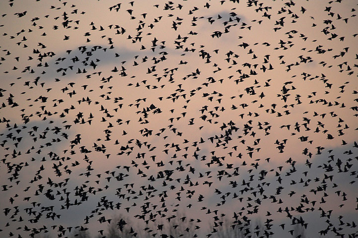 Green Shoots: Flock of birds