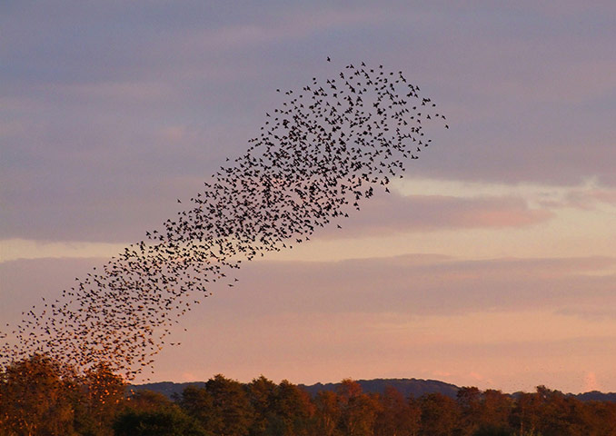 Green Shoots: Flock of birds