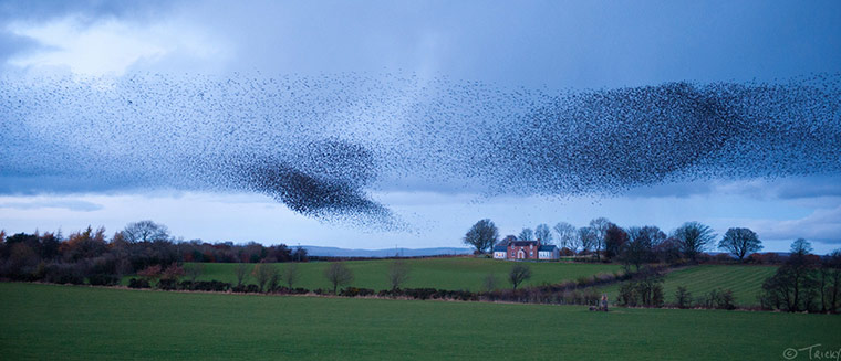 Green Shoots: Flock of birds