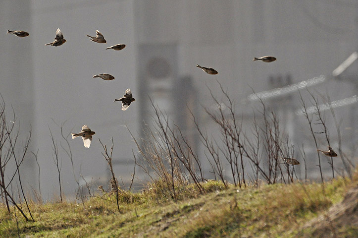 Green Shoots: Flock of birds