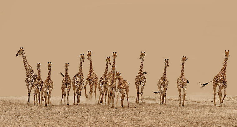 Sony photo awards : Sony photo awards 