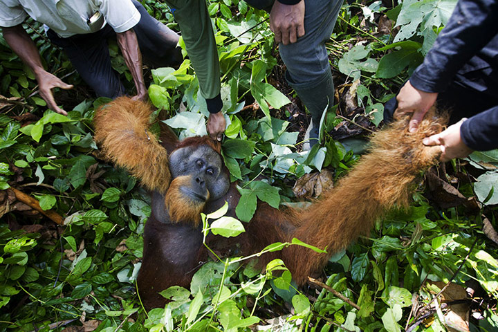 14 HORRORS OF DEFORESTATION ideas | deforestation, orangutan, palm oil free  products