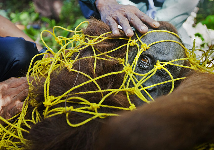 Orangutan under threat: Deforestation Tripa Peat Swamp Forest in Aceh, Indonesia