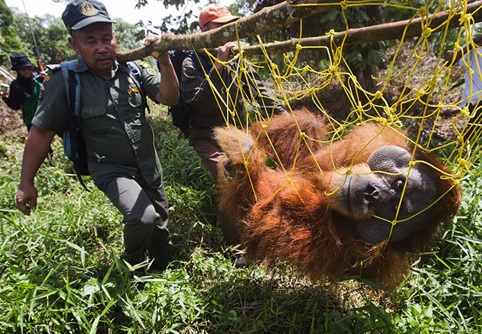 Orangutan under threat: Deforestation Tripa Peat Swamp Forest in Aceh, Indonesia