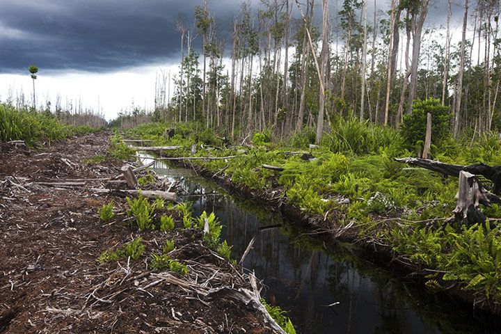 Orangutan under threat: Deforestation Tripa Peat Swamp Forest in Aceh, Indonesia