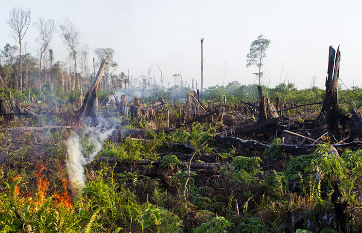 Indonesia's Sumatran orangutan population hit by deforestation – in