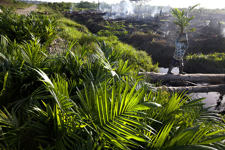 Orangutan under threat: Deforestation Tripa Peat Swamp Forest in Aceh, Indonesia