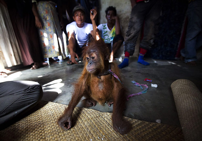 Orangutan under threat: Deforestation Tripa Peat Swamp Forest in Aceh, Indonesia