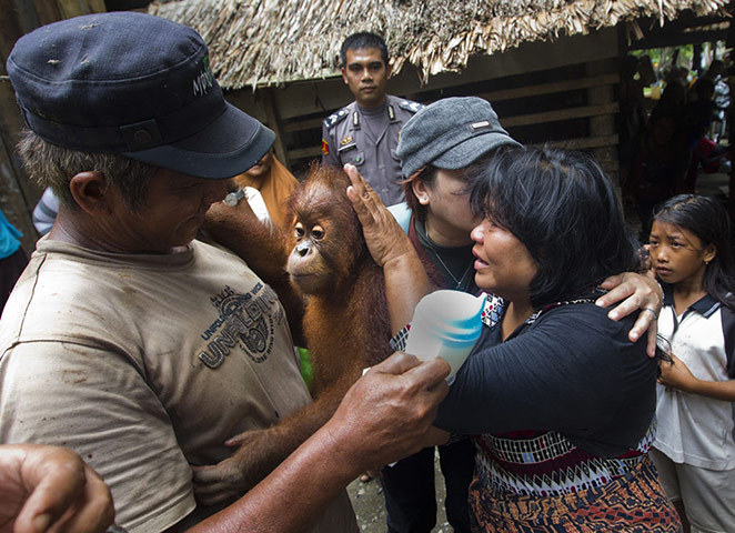 Orangutan under threat: Deforestation Tripa Peat Swamp Forest in Aceh, Indonesia