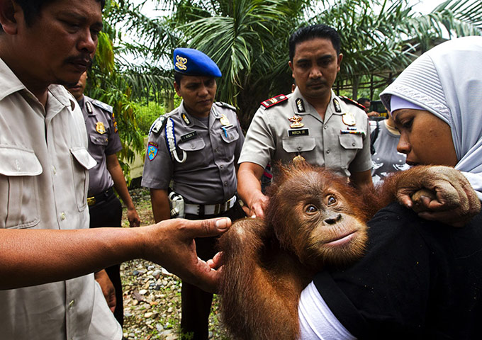 Orangutan under threat: Deforestation Tripa Peat Swamp Forest in Aceh, Indonesia