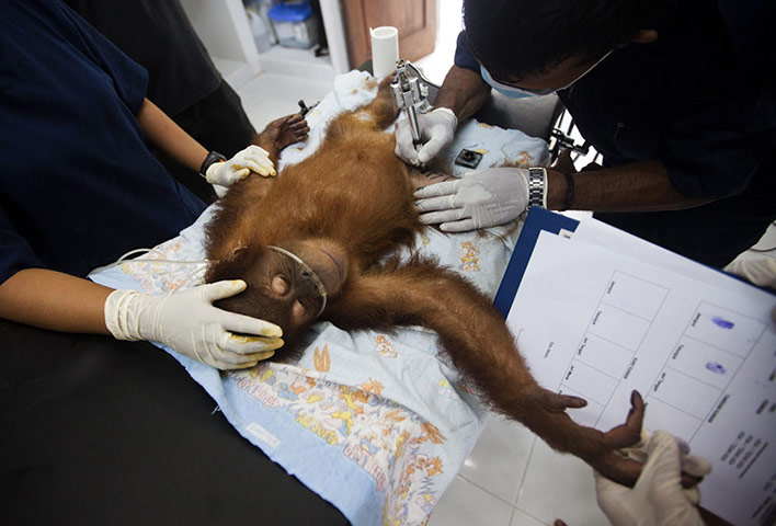 Orangutan under threat: Deforestation Tripa Peat Swamp Forest in Aceh, Indonesia