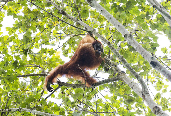 Orangutan under threat: Deforestation Tripa Peat Swamp Forest in Aceh, Indonesia