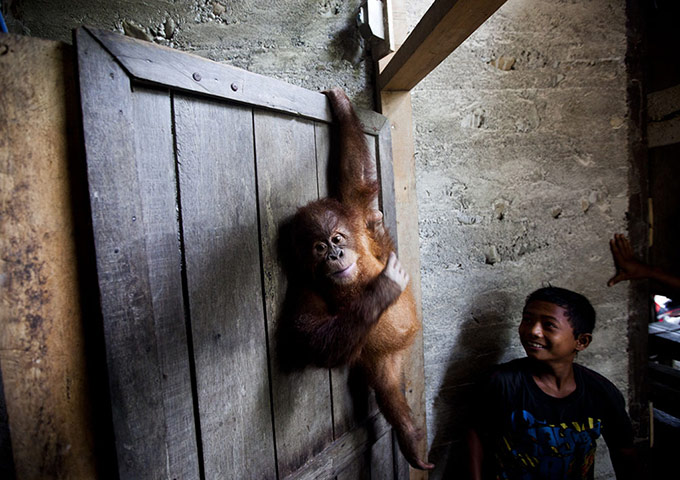 Orangutan under threat: Deforestation Tripa Peat Swamp Forest in Aceh, Indonesia