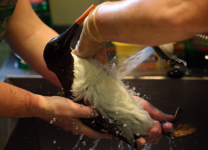 24 hours: Taunton, England: RSPCA West Hatch Centre clean birds