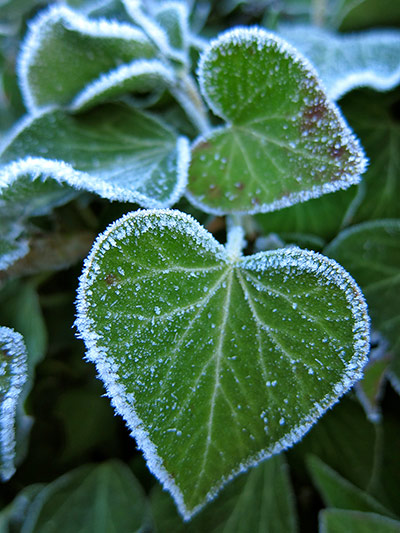 Your Pictures: Love: Leaves with snow
