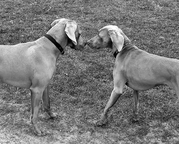 Your Pictures: Love: Black and white images of two dogs facing each other