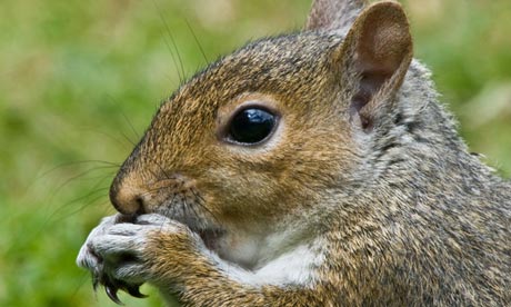 Grey squirrel