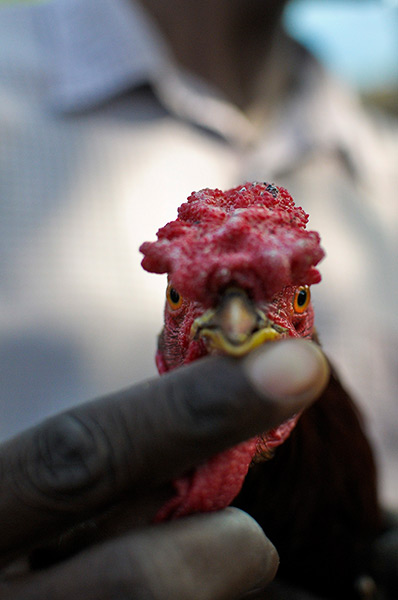 24 hours in pictures: A man holds a fighting rooster before a cockfighting