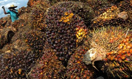 Palm oil producer