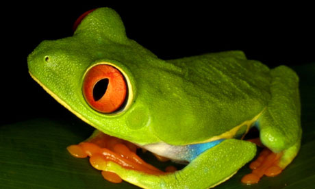 Redeye tree frog