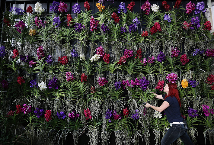 24 hours in pictures: Press Preview Of Kew Gardens Orchids Exhibition