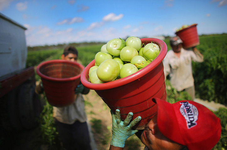 24 hours in pictures: Workers carry buckets of tomatoes in the fields of DiMare Farms
