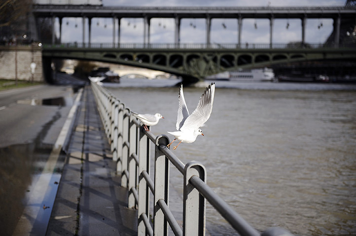 24 hours in pictures: Seagulls fly near an overflowing bank of the Seine 