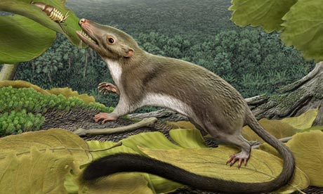 Ancestor of humans and other mammals was small furry insect eater