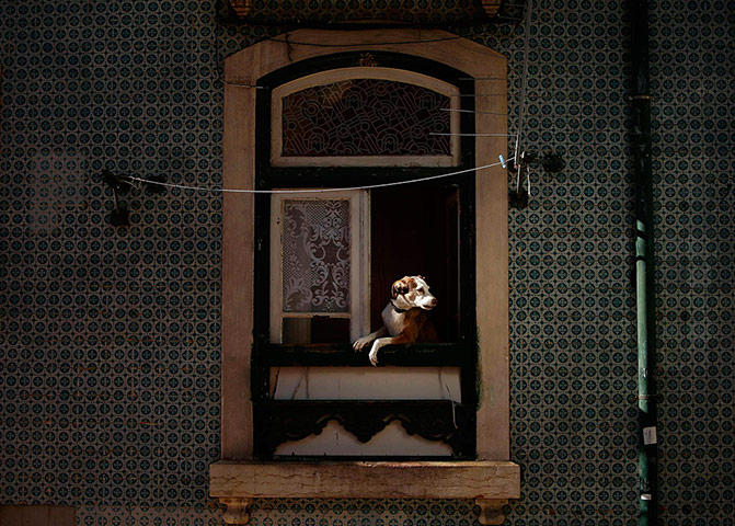 24 Hours: Lisbon, Portugal: A dog looks out of a window at the Alfama neighborhood