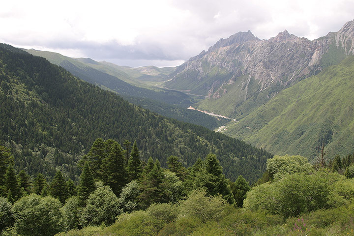 Week in wildlife: Giant Panda Habitat Threatened by Forest Reform