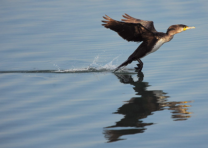 Week in wildlife: Cormorants in Kuwait