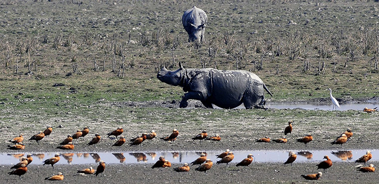 Week in wildlife: Wildlife in India : A Great One-Horned Rhinoceros