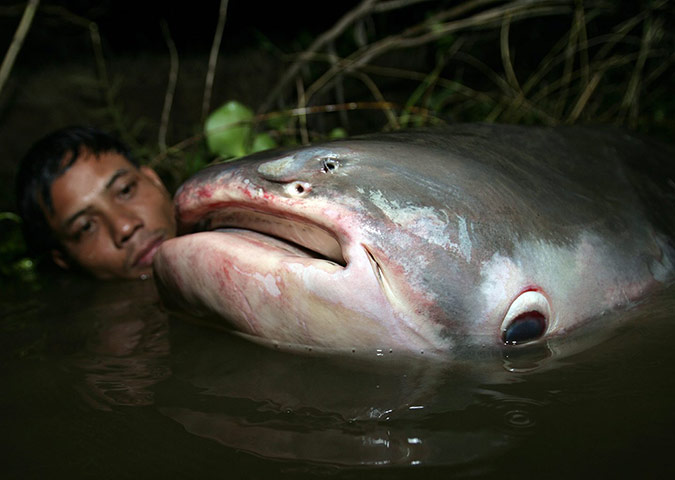 Week in wildlife: Big dam on Mekong River threatens giant fish