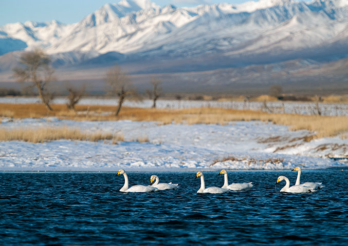 Week in wildlife: white swans swimming at a wetland in Wenquan County