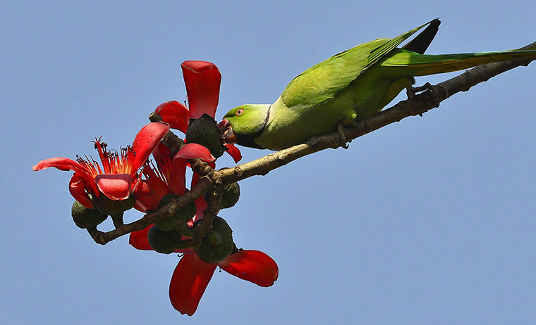 Week in wildlife: Parrot nibbles on Simolu flowers