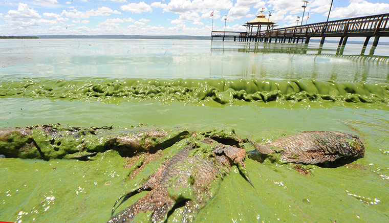 Week in wildlife: Dead fish lie on the shores of the Ypaca
