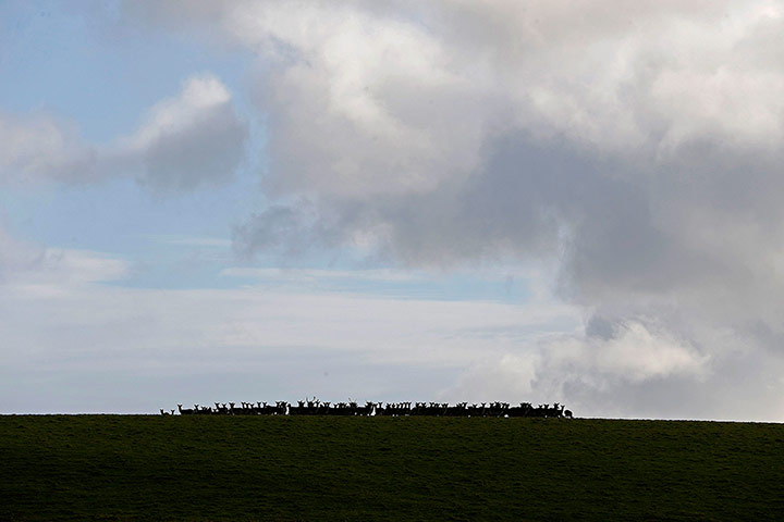 Week in wildlife: Deer gather at the Tregothnan Estate near Truro in Cornwall