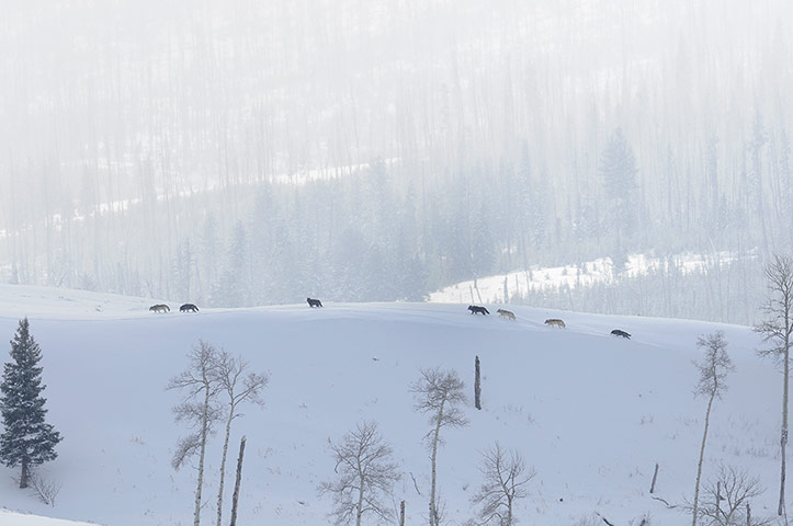Week in wildlife: wolves in Yellowstone National Park