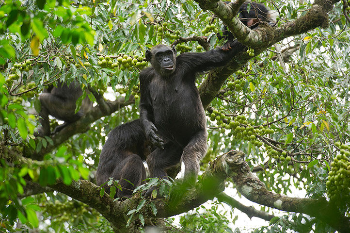 Week in wildlife: Chimpanzees, Pan troglodytes, Tongo forest, Virunga National Park, DR Congo