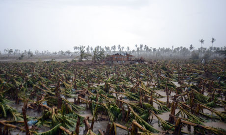 Destroyed banana trees